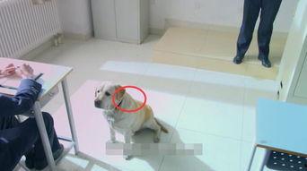 警花与警犬花絮图片